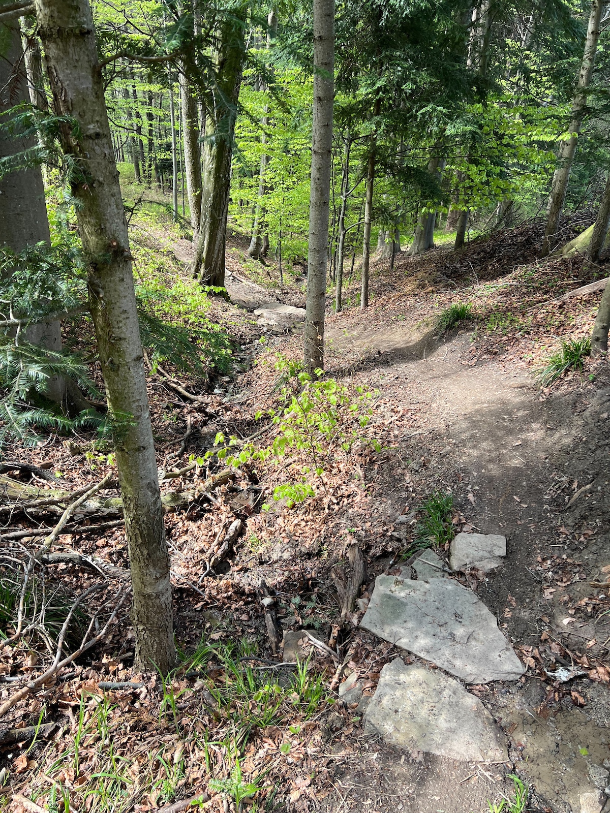 Ein MTB Singletrail im Mischwald, am Boden sind Steinplatten zu sehen.