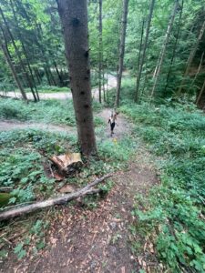 Umfahrung Sektion C am Pyhra Trail, um die Kurve zu entschärfen - von oben betrachtete Mountainbikestrecke, die Richtung Forststraße führt
